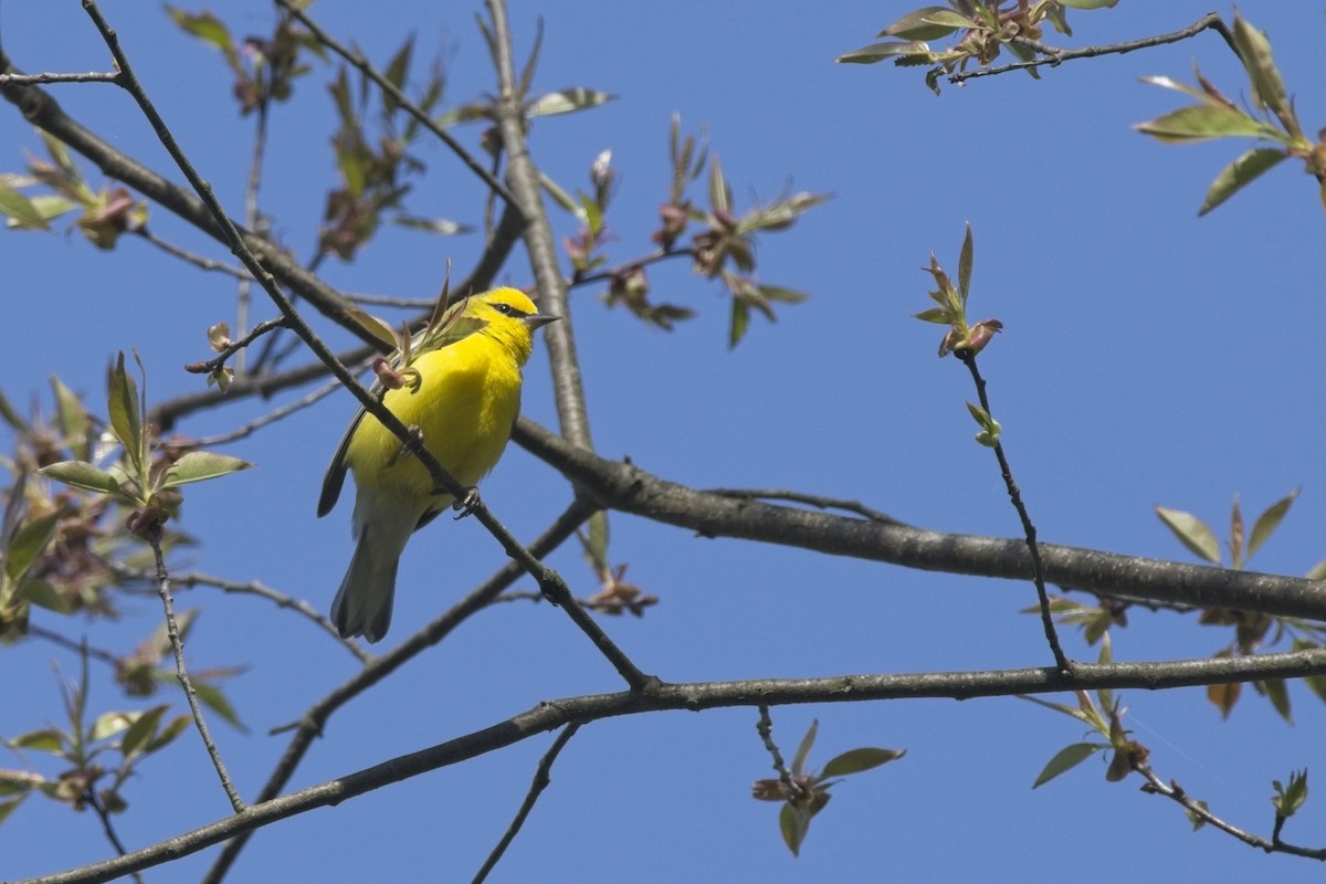 Blue-winged Warbler - ML634798153