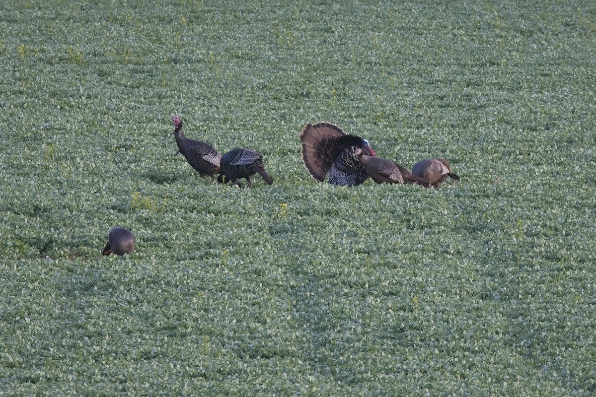 Wild Turkey - ML634798192