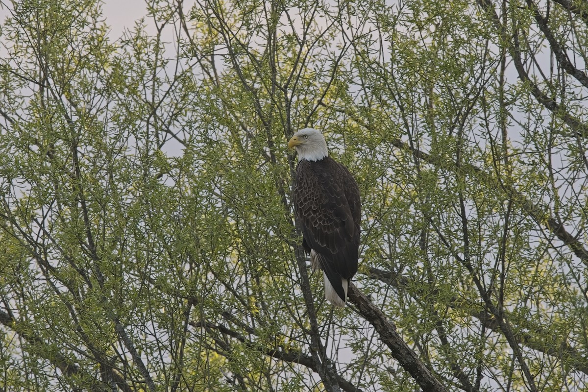 Bald Eagle - ML634798210