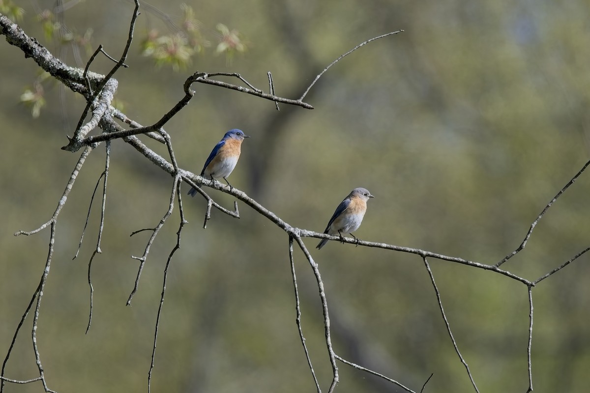 Eastern Bluebird - ML634798236