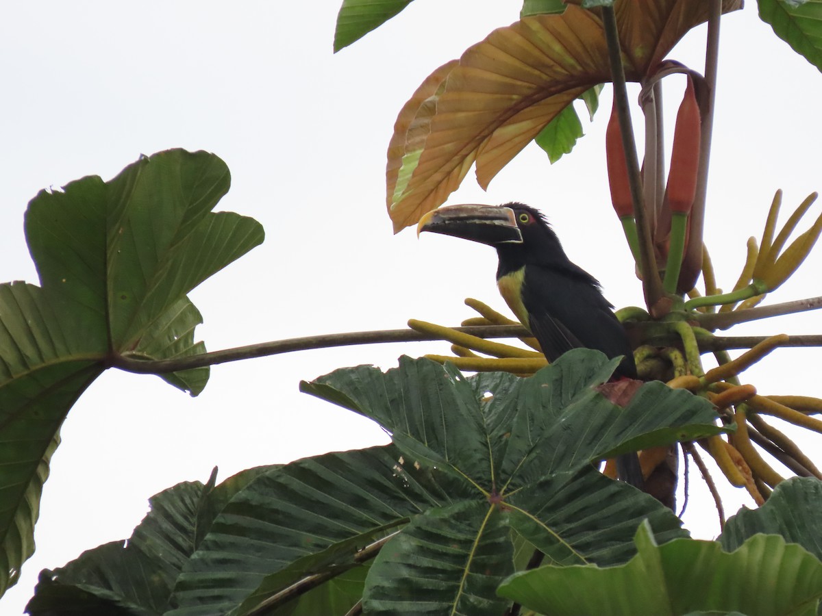 Pale-mandibled Aracari - ML634798324