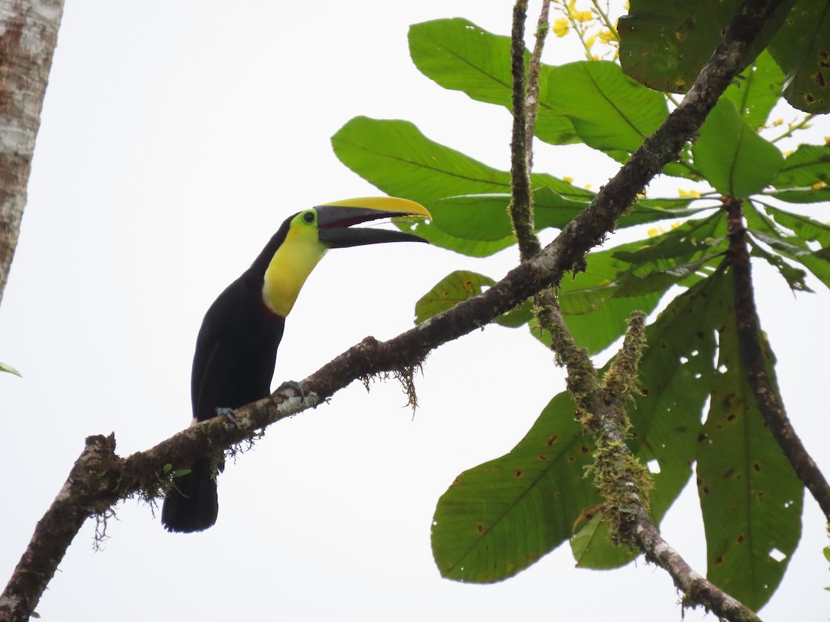 Choco Toucan - ML634798377