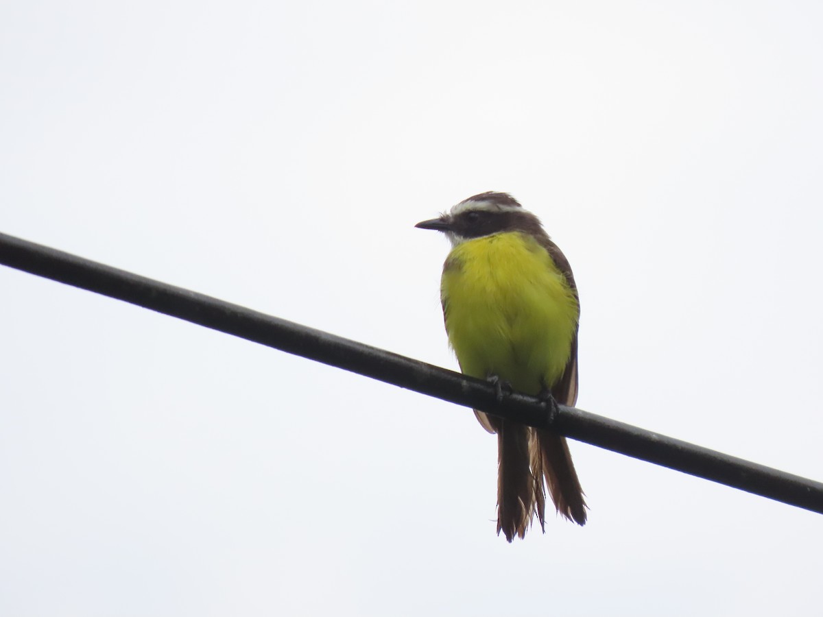 Rusty-margined Flycatcher - ML634798392