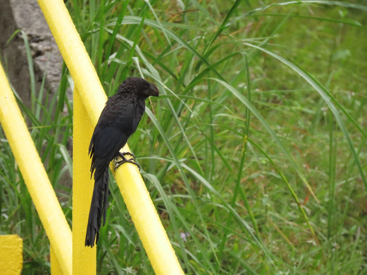 Smooth-billed Ani - ML634798441