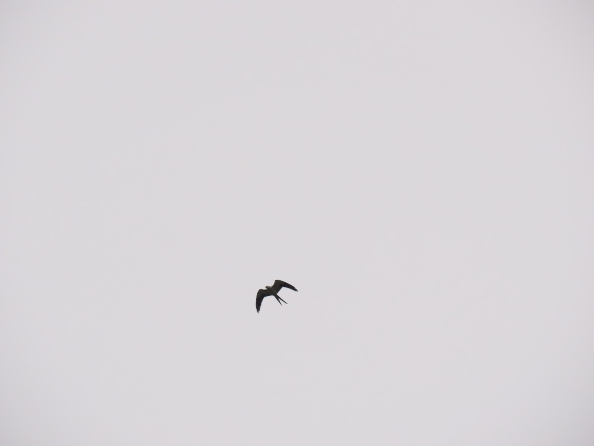 Swallow-tailed Kite - ML634798523