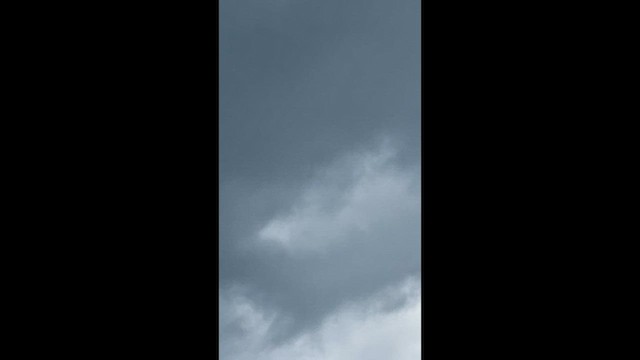 Mississippi Kite - ML634798670