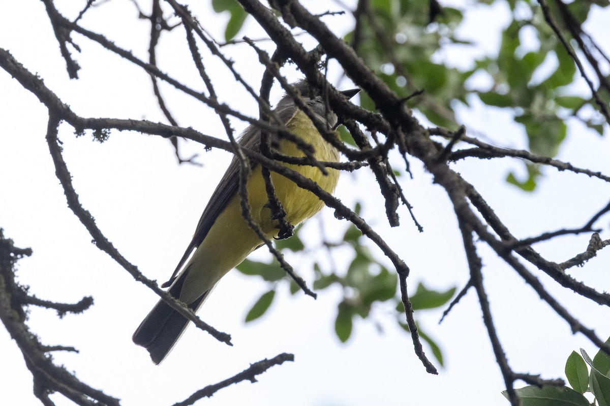 Western Kingbird - ML634798696