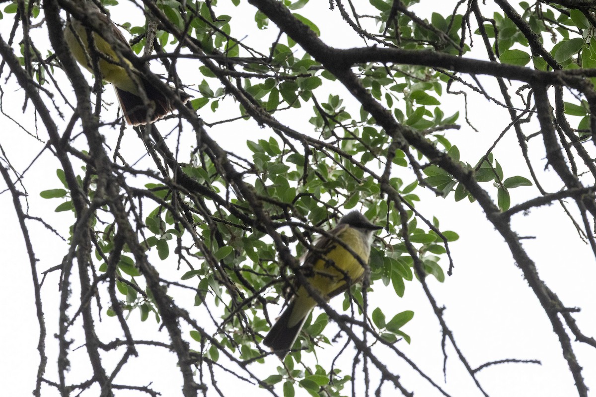 Western Kingbird - ML634798697