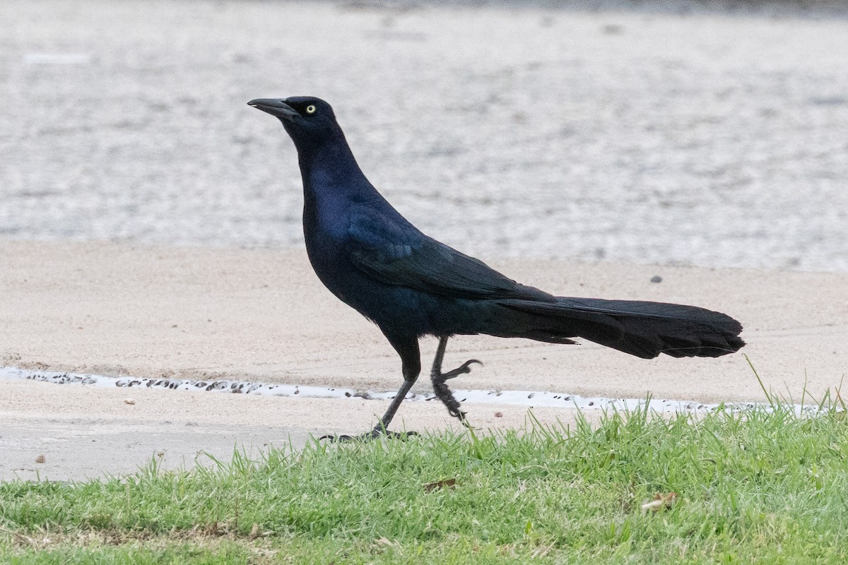 Great-tailed Grackle - ML634798759