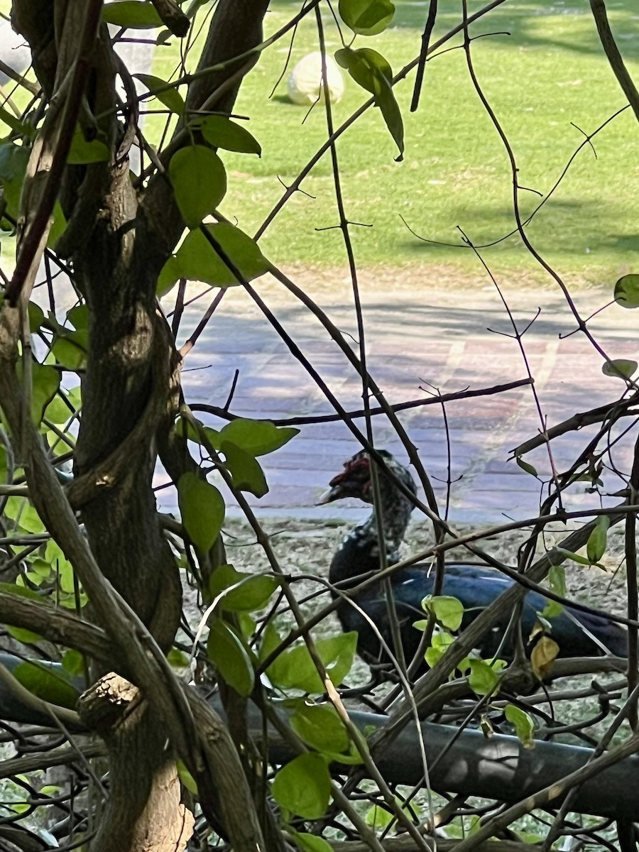 ノバリケン（家畜） - ML634798846