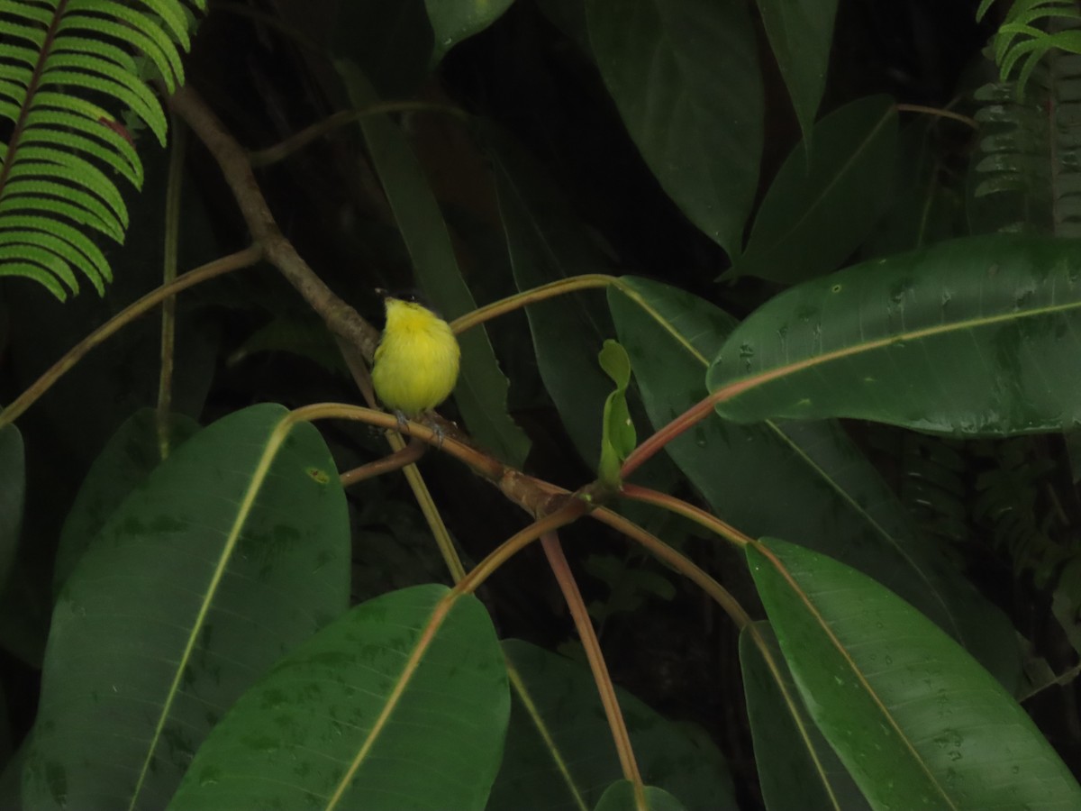 Common Tody-Flycatcher - ML634798923