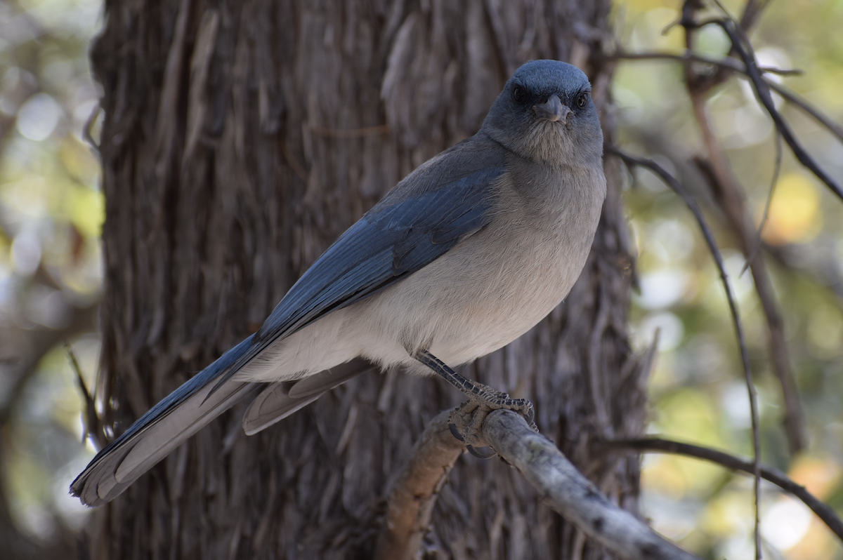 Mexican Jay - ML634798929