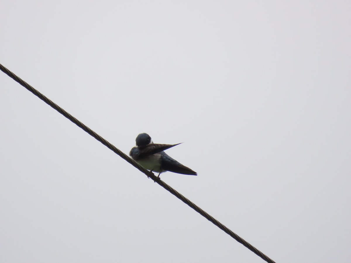 Blue-and-white Swallow - ML634798960