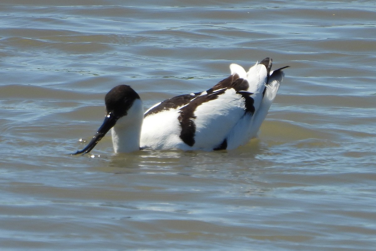 Pied Avocet - ML634799024