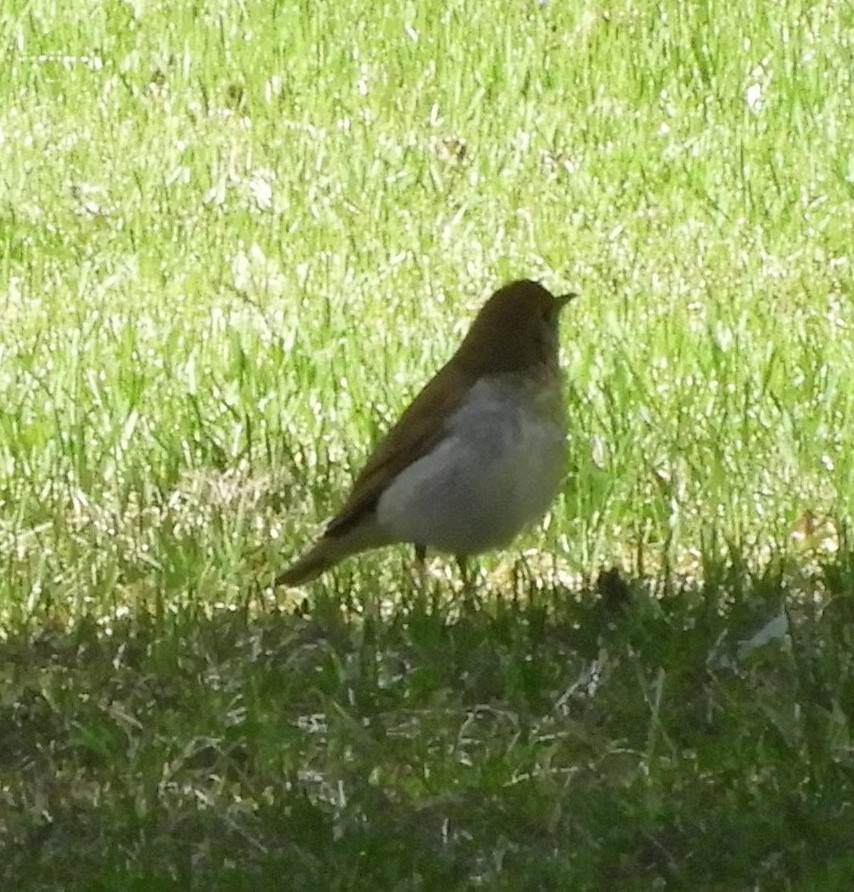 drozd hnědavý - ML634799305