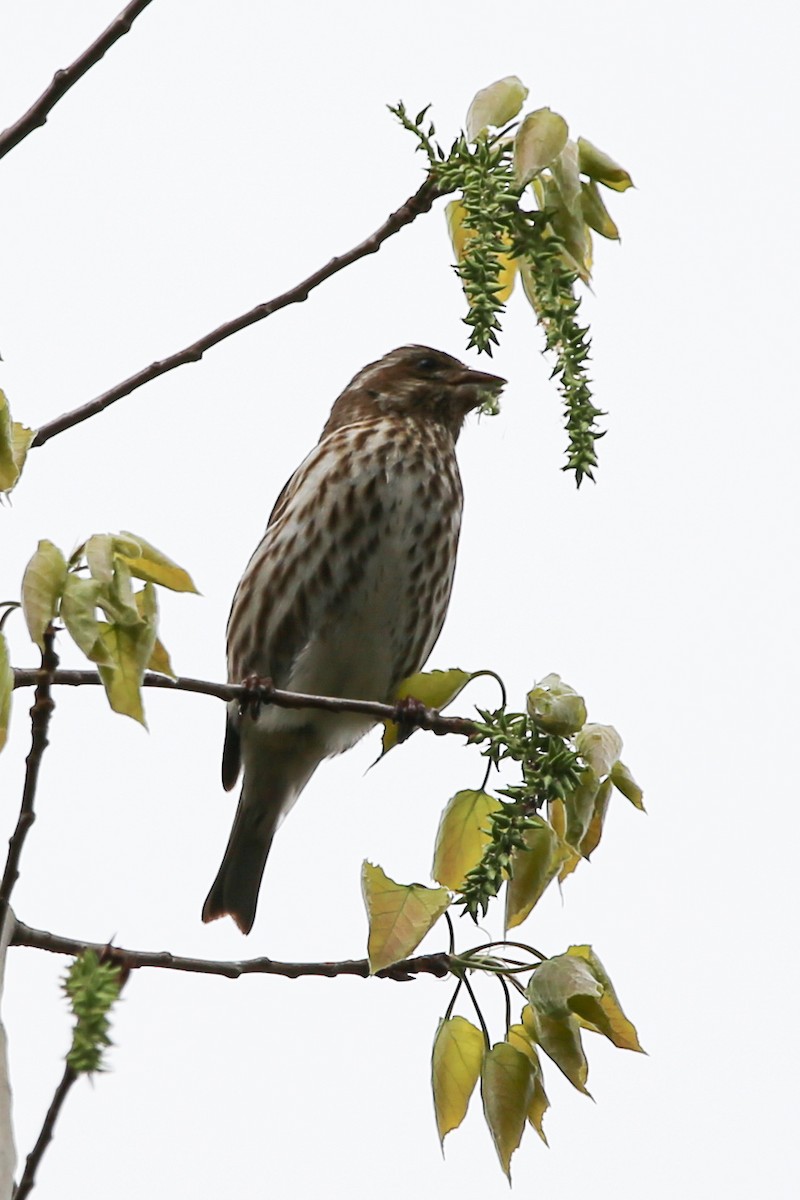 Purple Finch - ML634799369