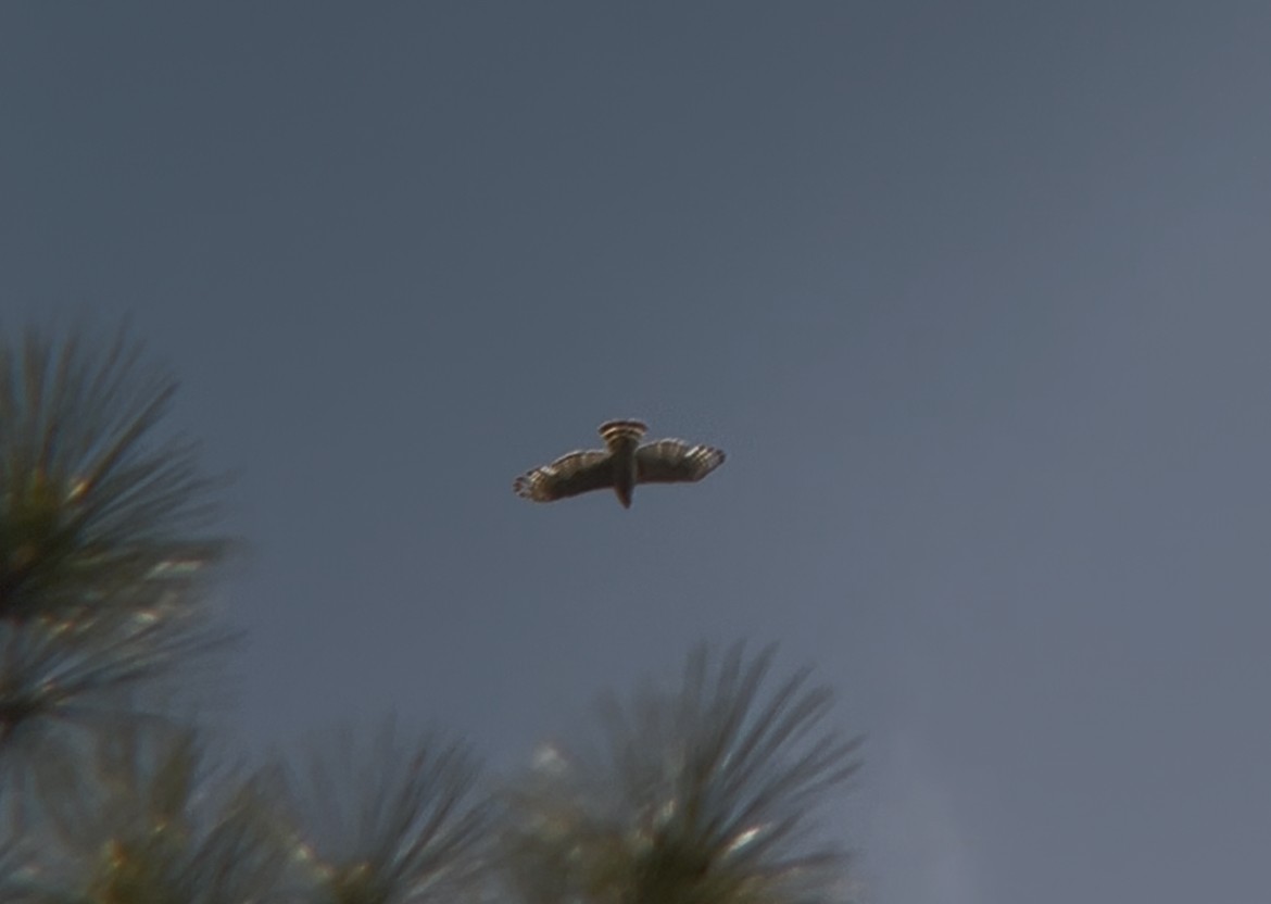 Broad-winged Hawk - ML634799450