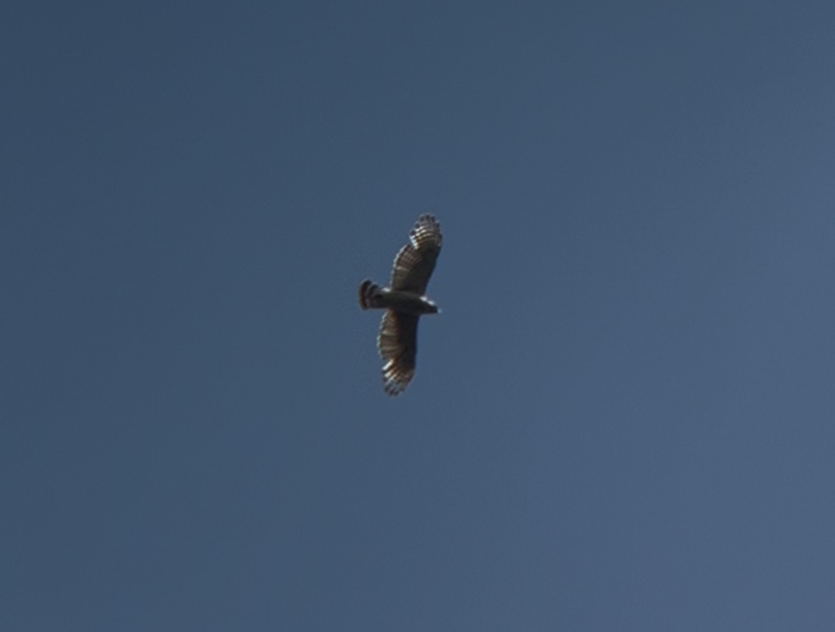Broad-winged Hawk - ML634799451
