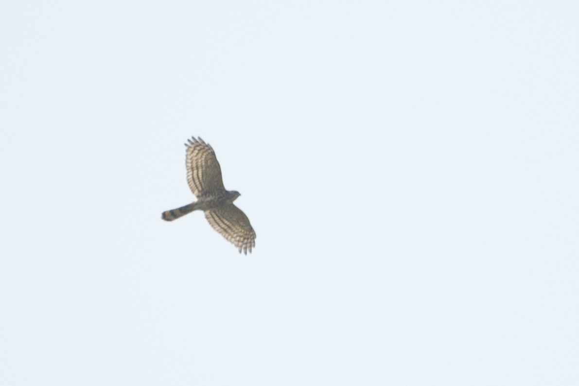 Aerospiza, Tachyspiza, Accipiter ou Astur sp. - ML634799589
