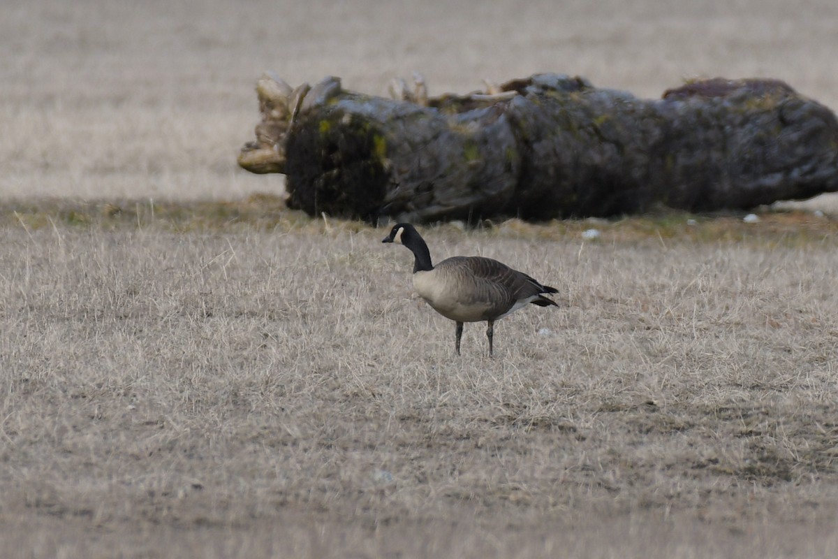 Canada Goose (canadensis Group) - ML634799602