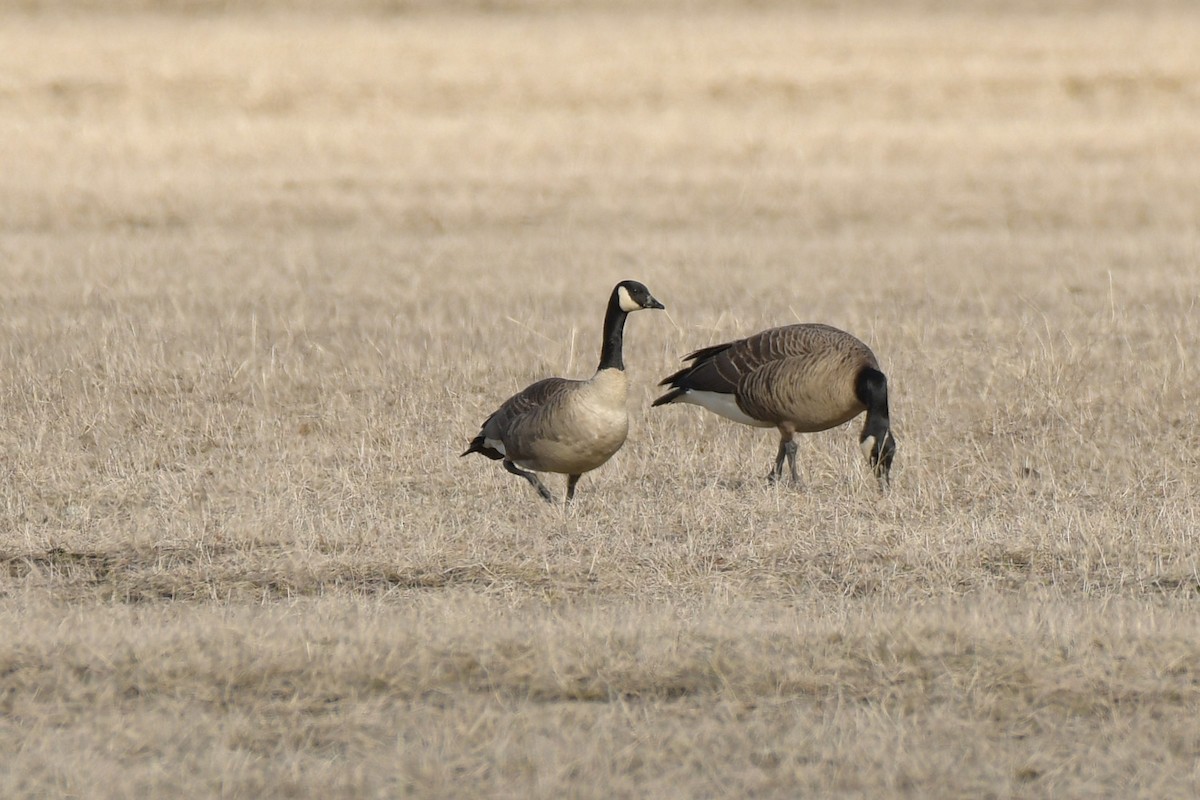 Canada Goose (canadensis Group) - ML634799603