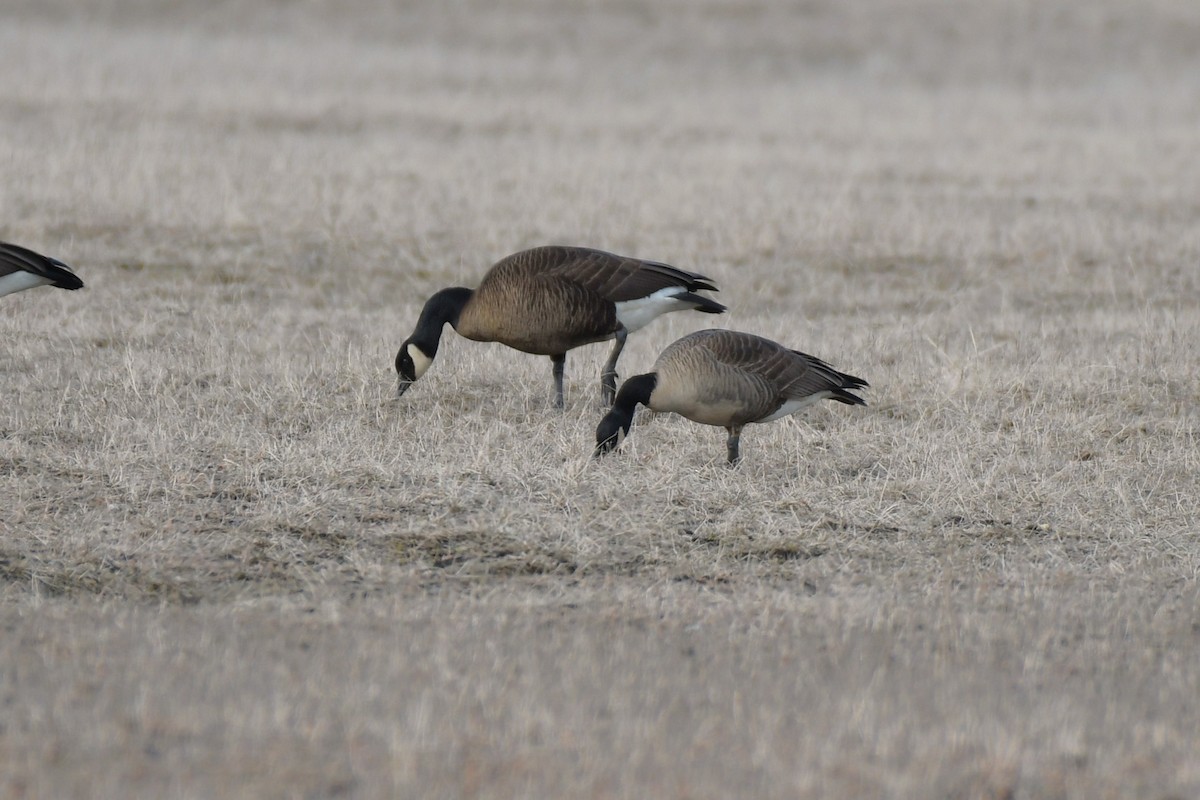 Canada Goose (canadensis Group) - ML634799605