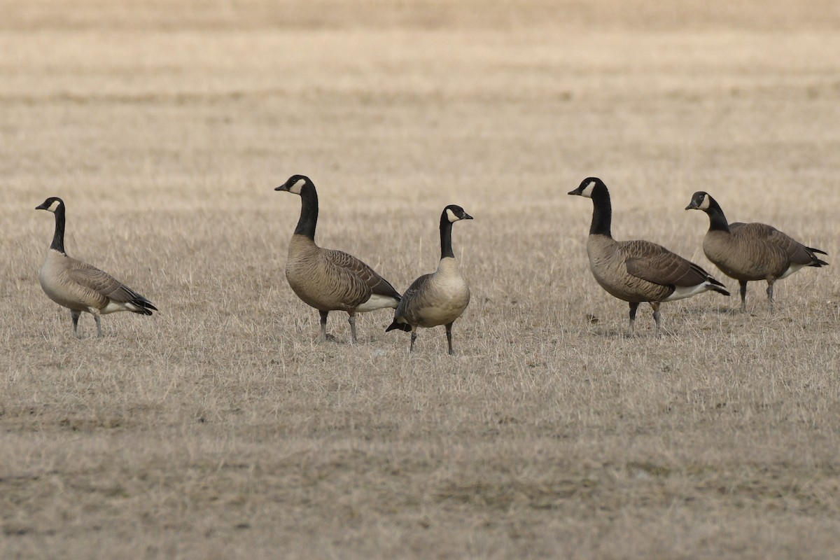 Canada Goose (canadensis Group) - ML634799606