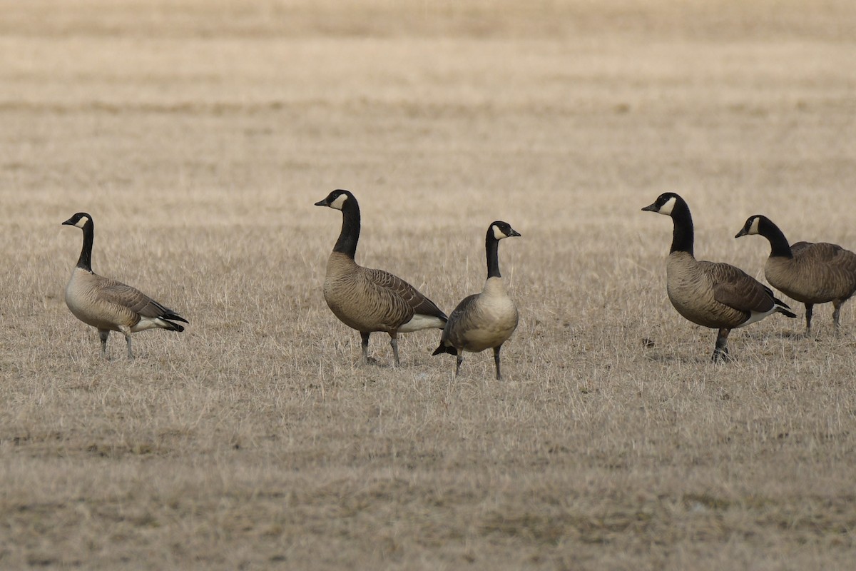 Canada Goose (canadensis Group) - ML634799607