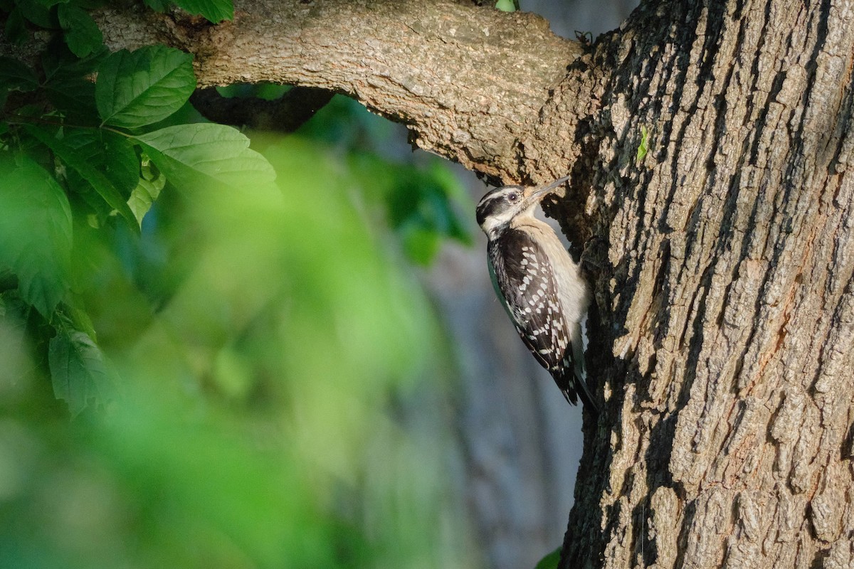 Hairy Woodpecker - ML634799660