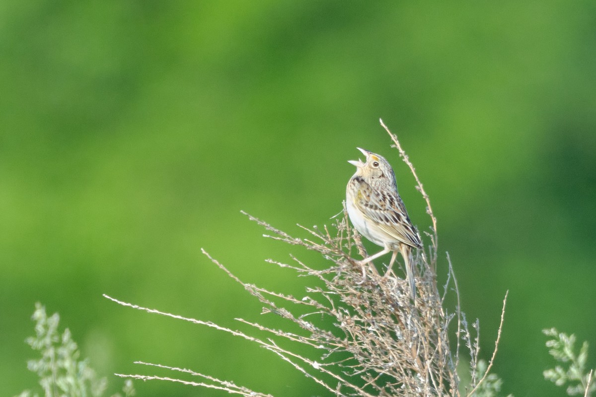 Grasshopper Sparrow - ML634799696
