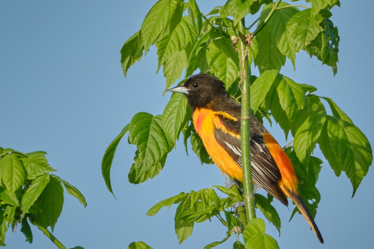 Baltimore Oriole - ML634799714
