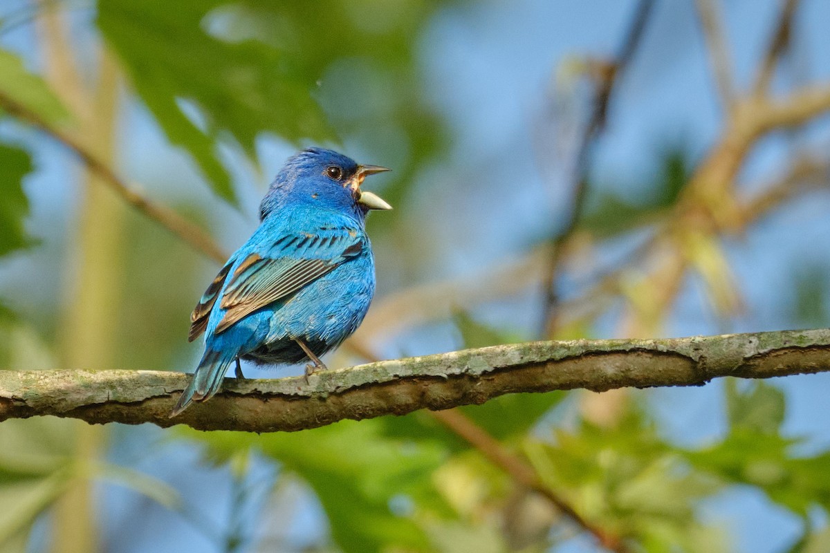 Indigo Bunting - ML634799746