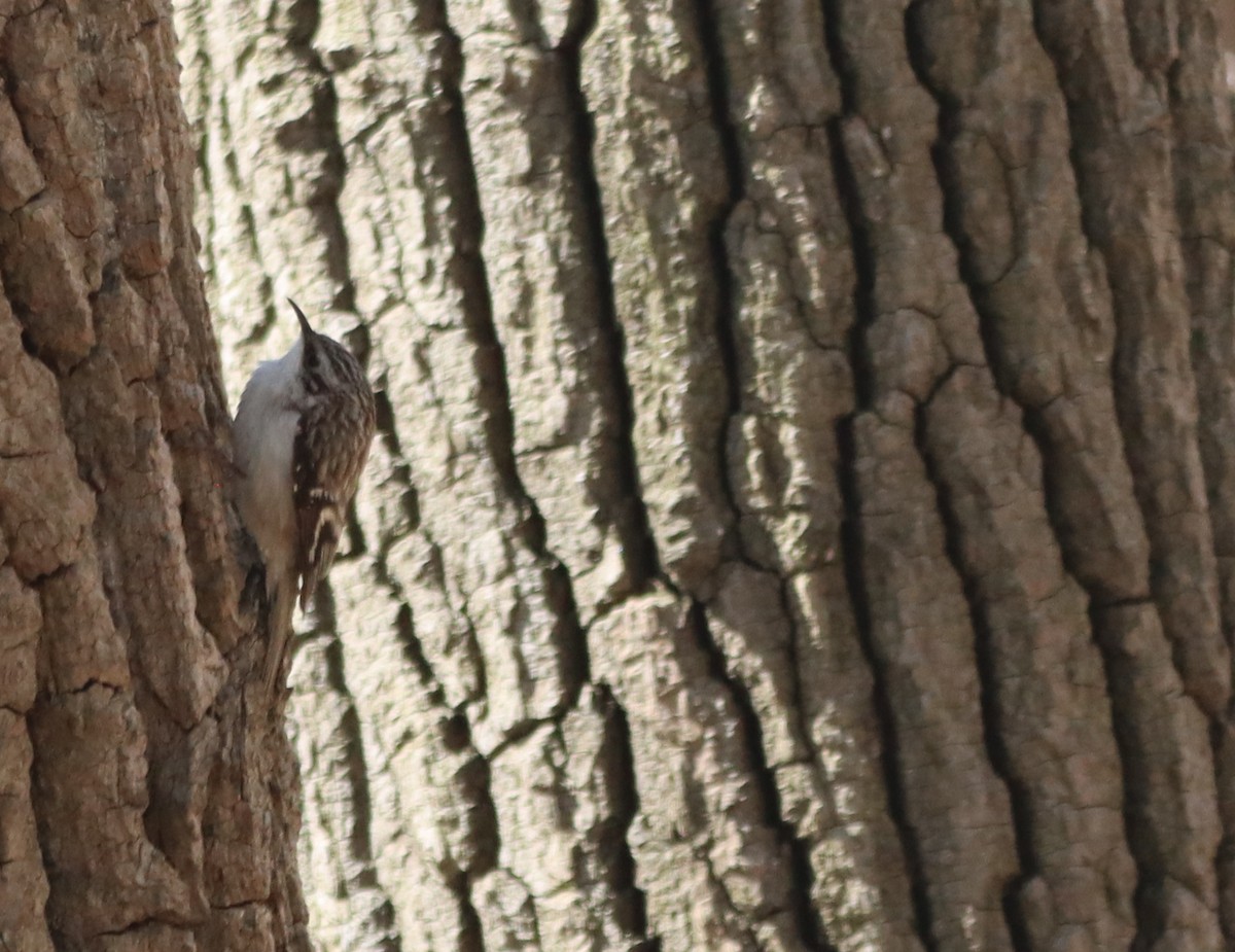 Brown Creeper - ML634799872