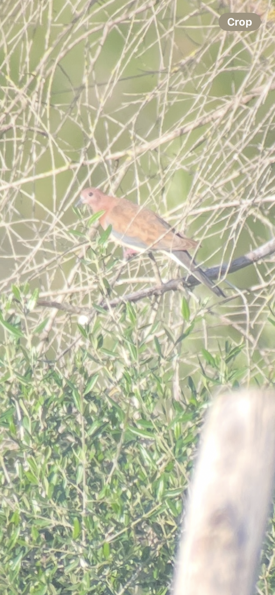 Laughing Dove - ML634799924