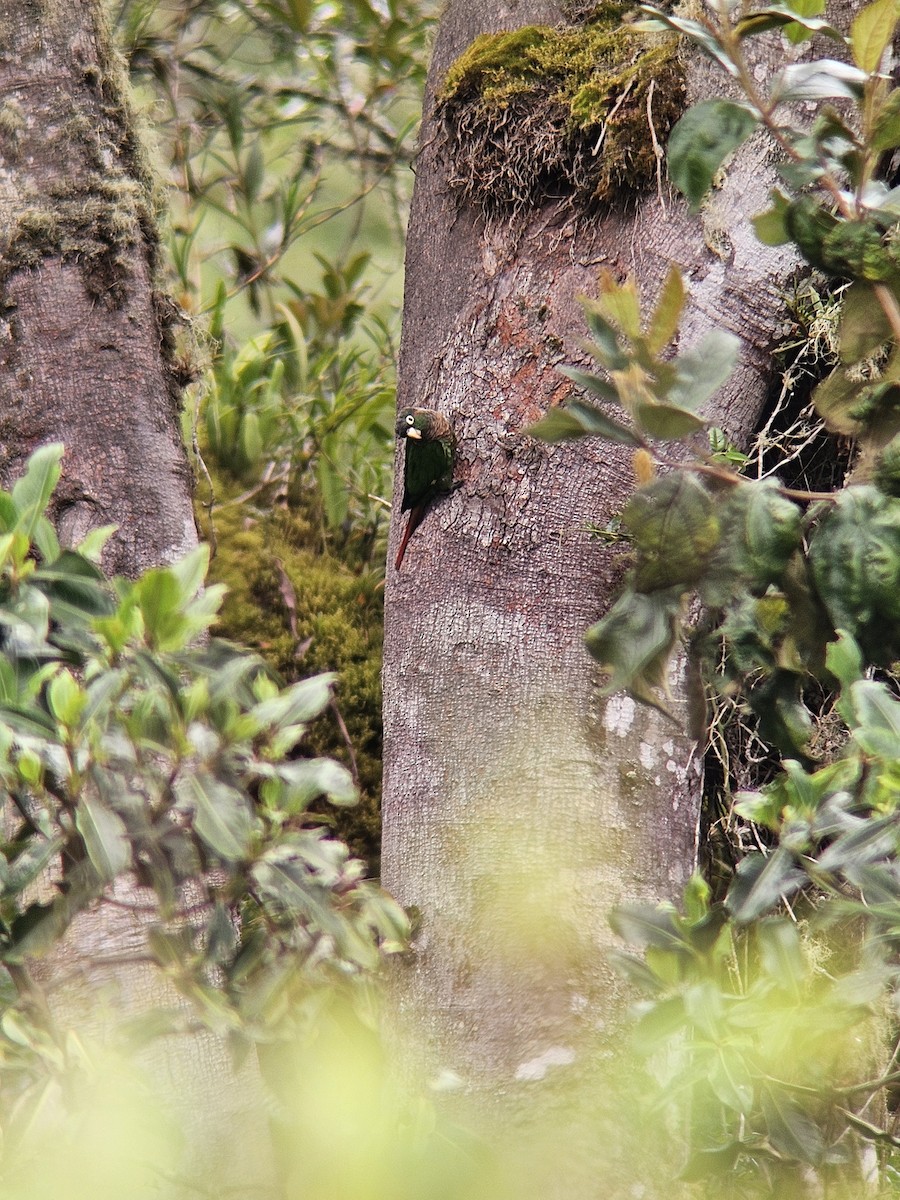 Brown-breasted Parakeet - ML634799979