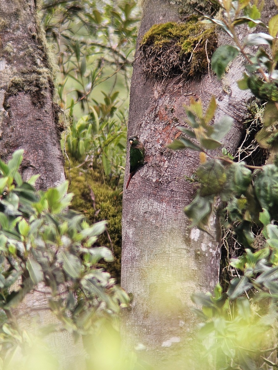 Brown-breasted Parakeet - ML634799980