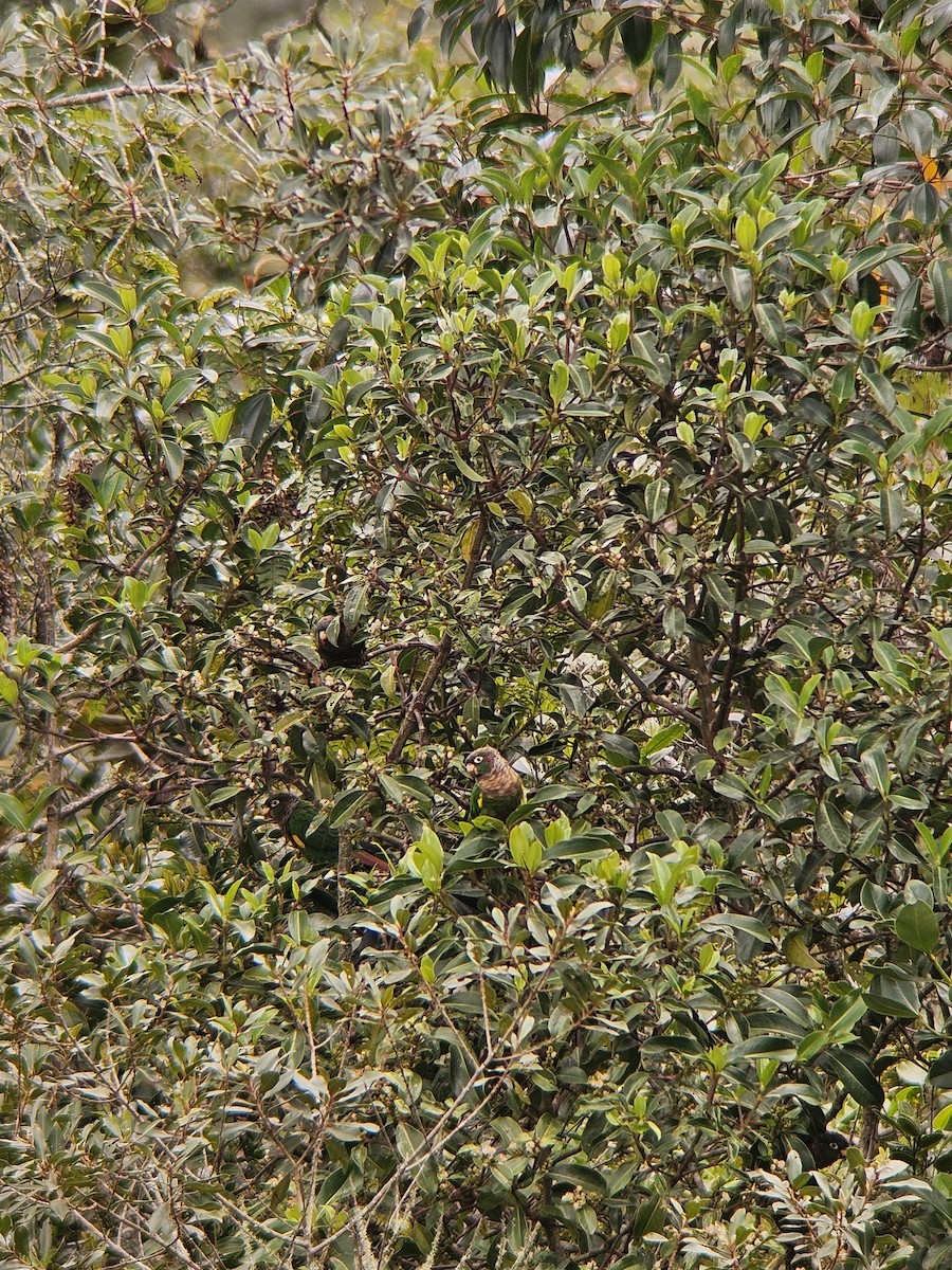 Brown-breasted Parakeet - ML634799982