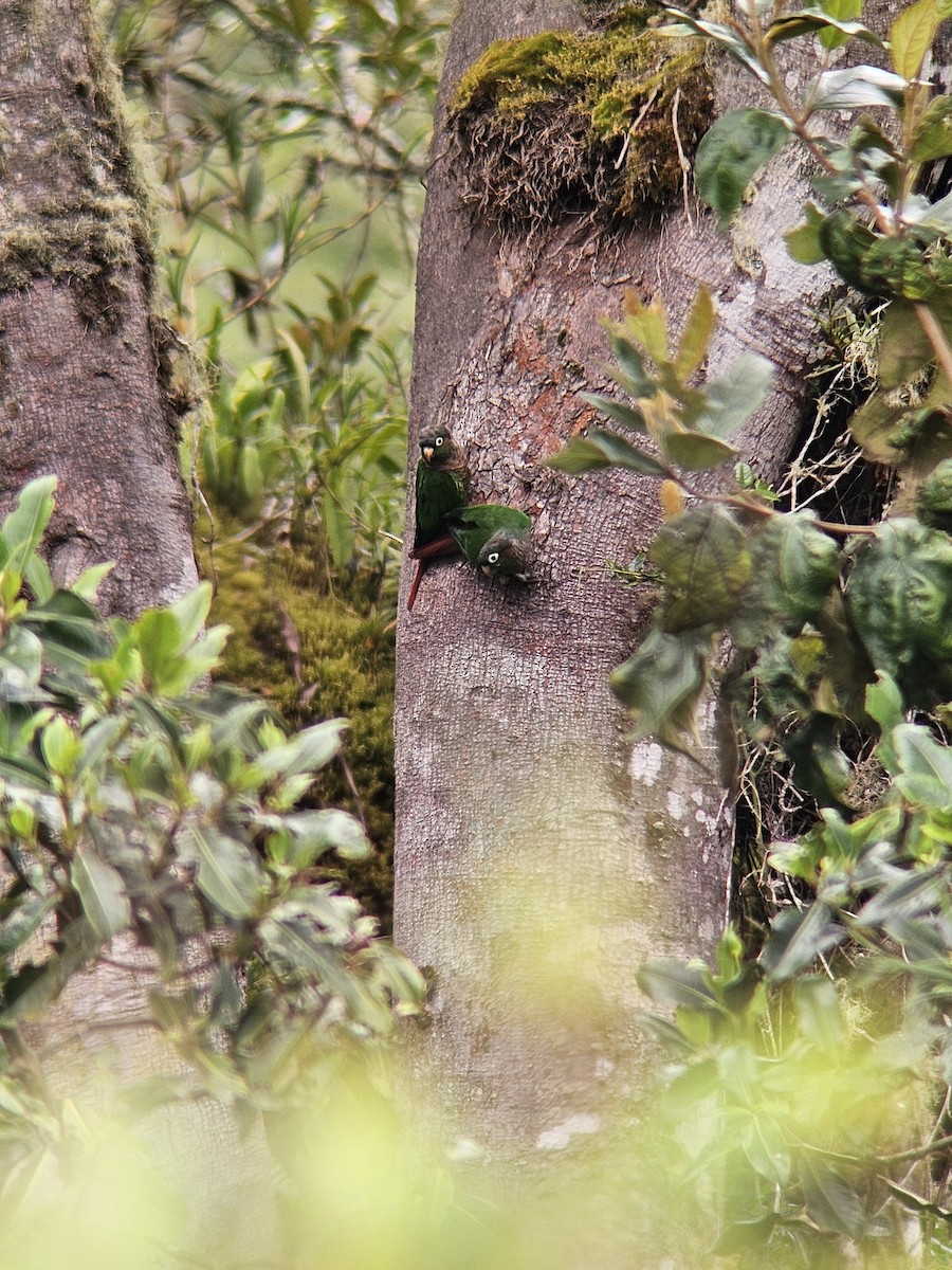 Brown-breasted Parakeet - ML634799983