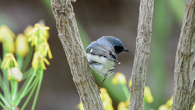 Black-throated Blue Warbler - ML634800179