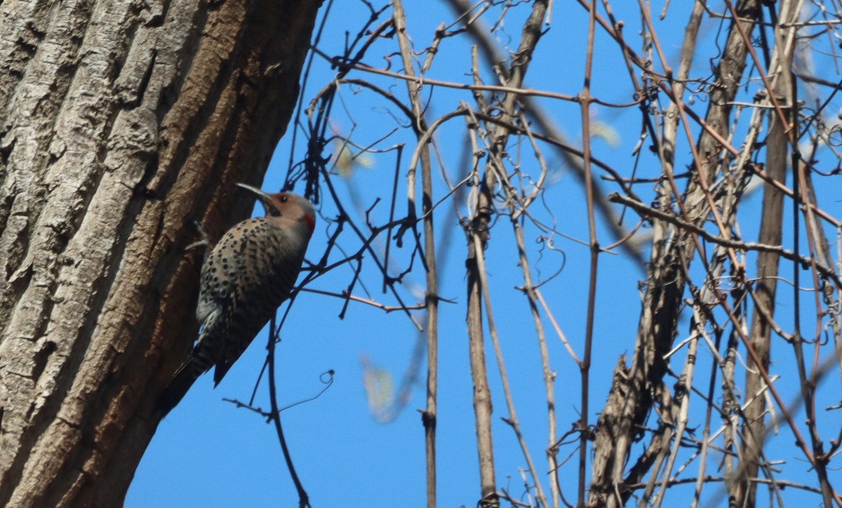 Northern Flicker - ML634800201