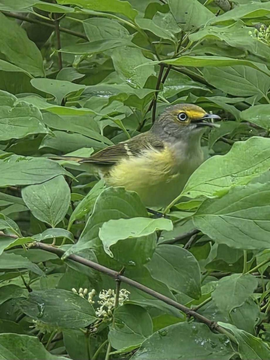White-eyed Vireo - ML634800267