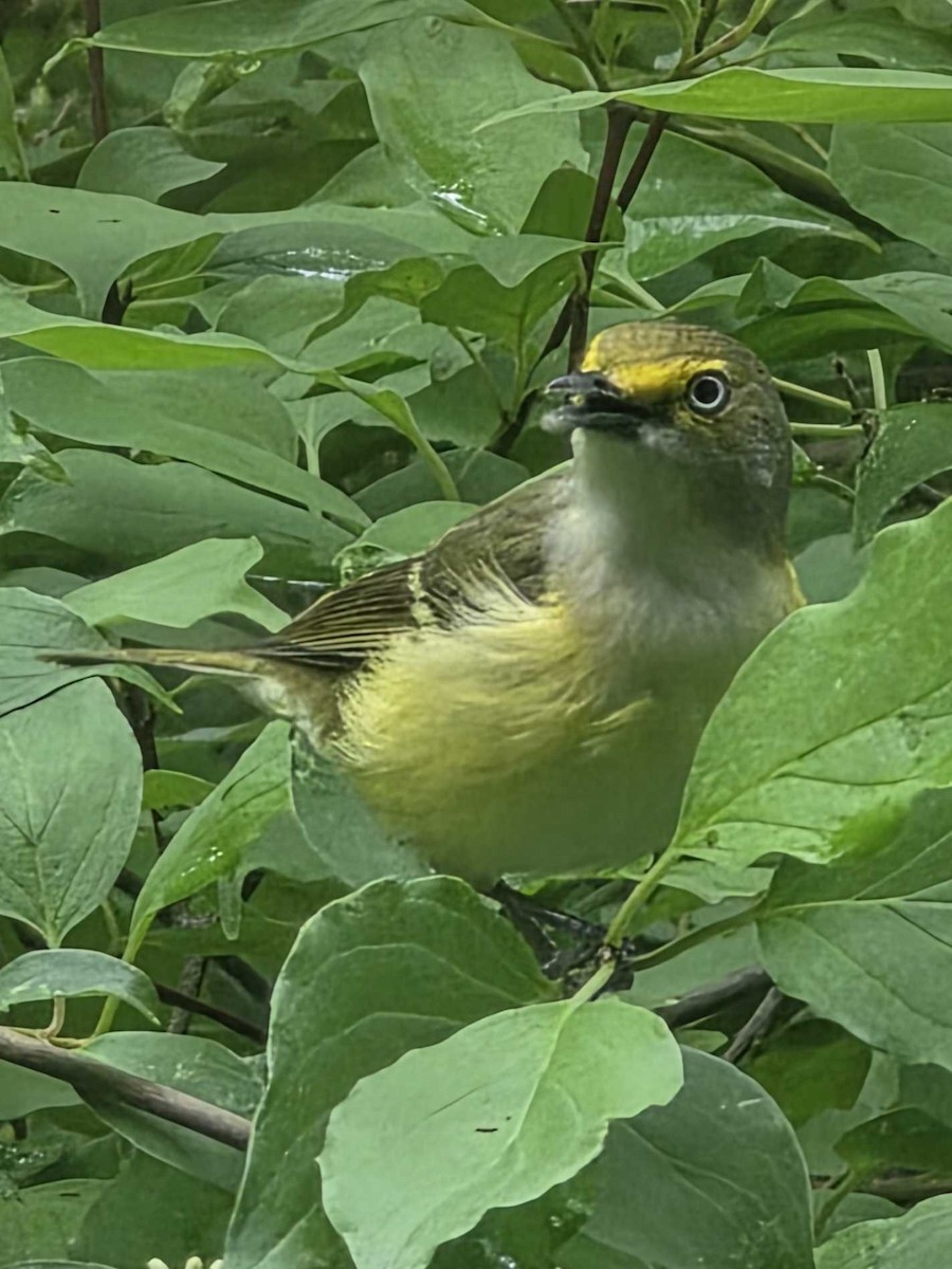 White-eyed Vireo - ML634800268