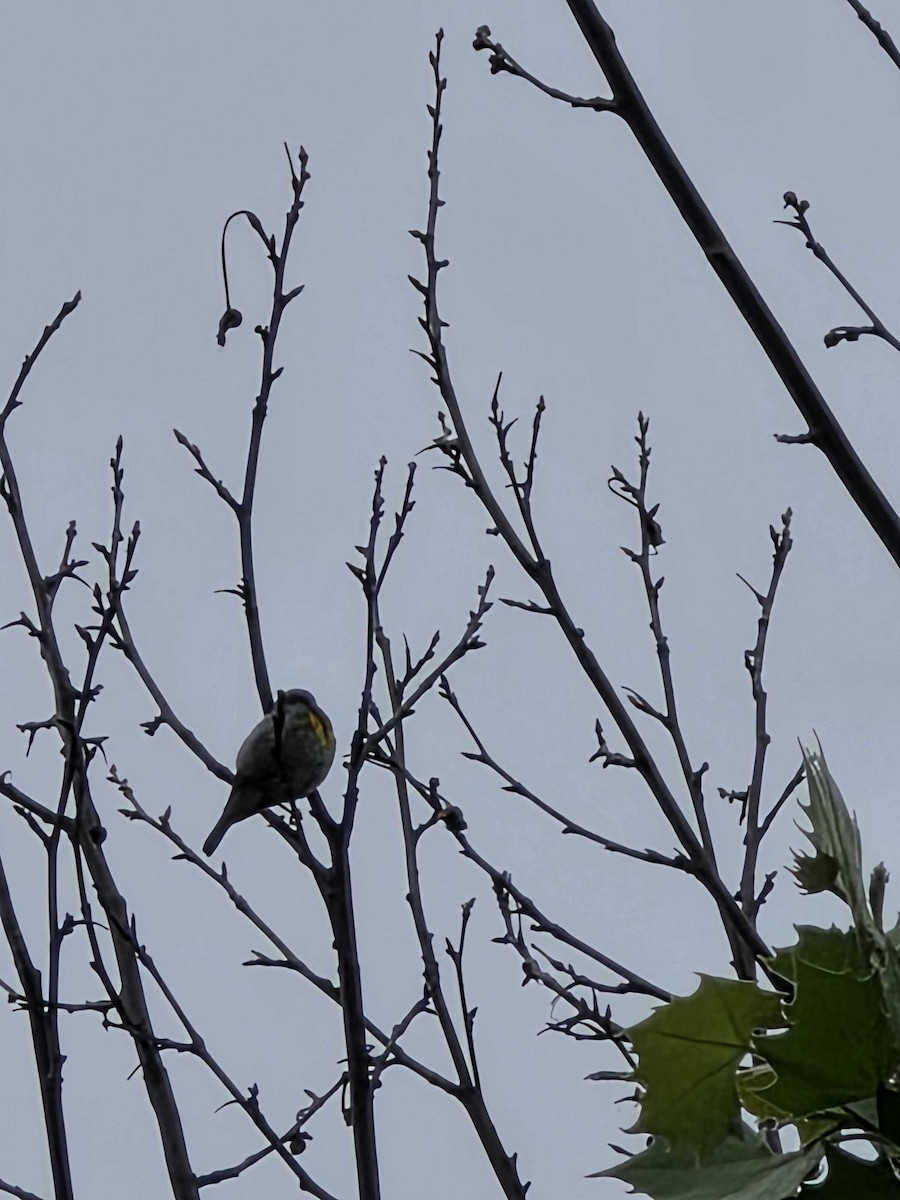 Northern Parula - ML634800285