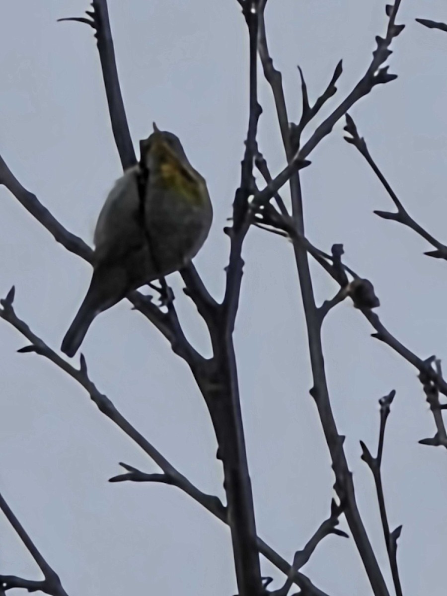 Northern Parula - ML634800286