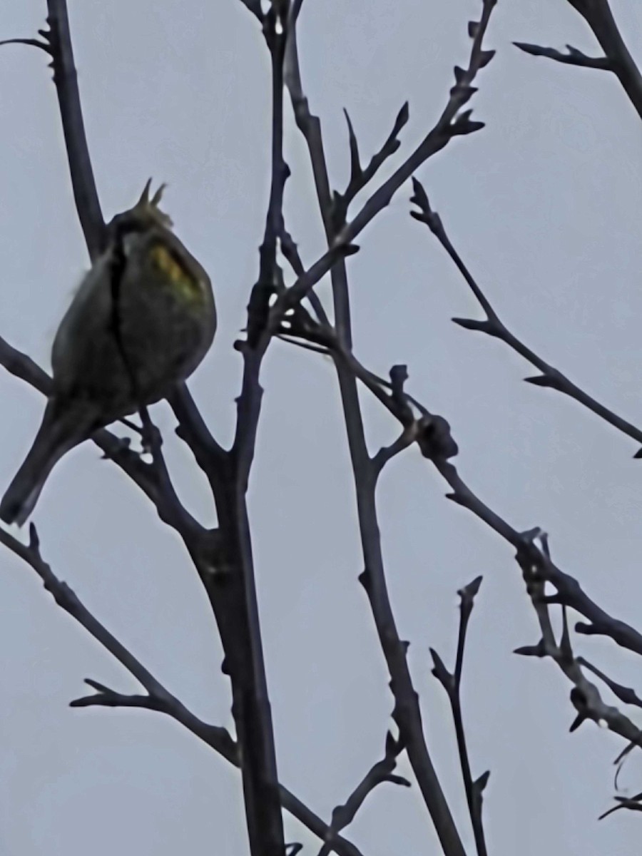 Northern Parula - ML634800287