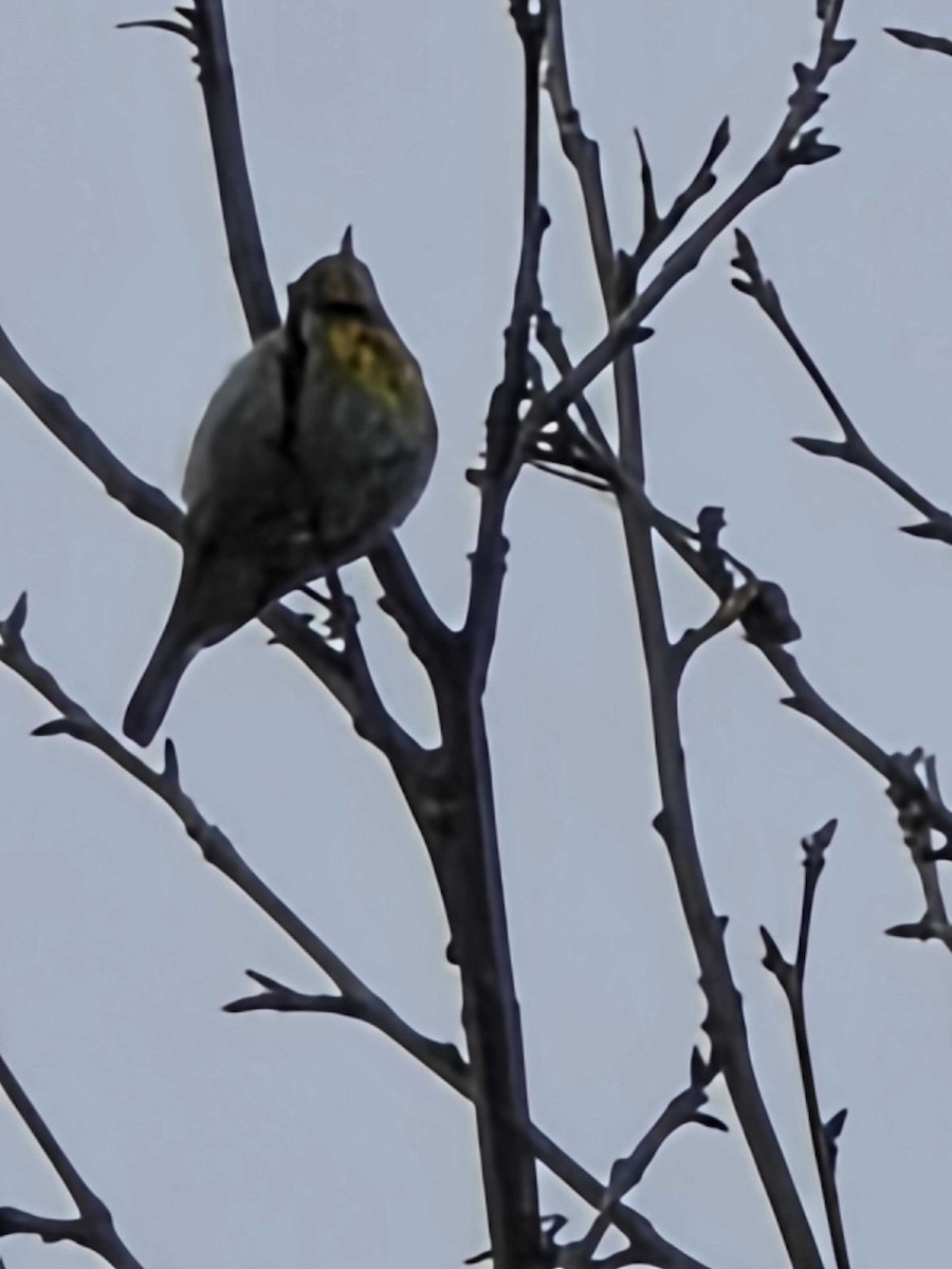 Northern Parula - ML634800289