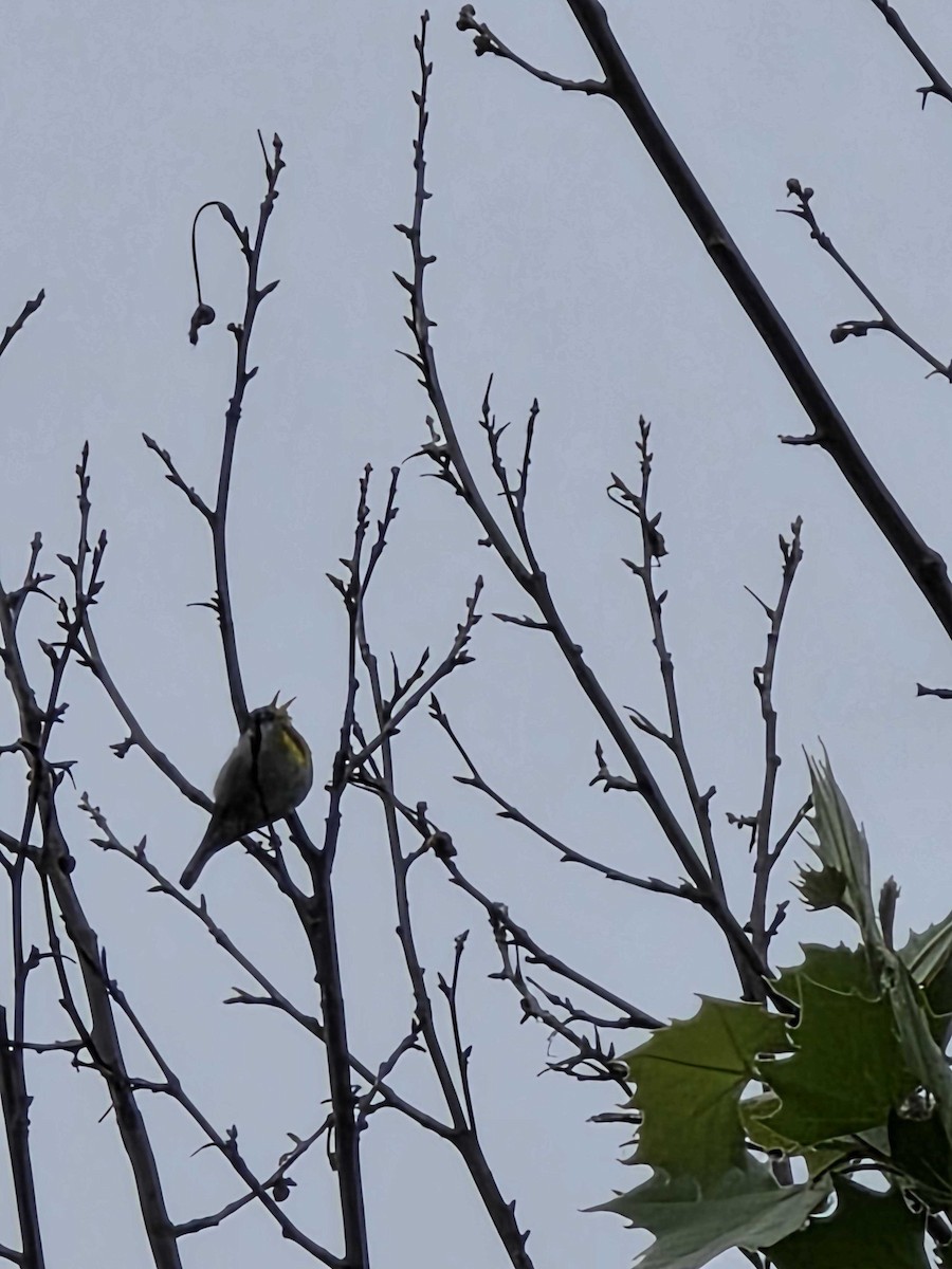 Northern Parula - ML634800290