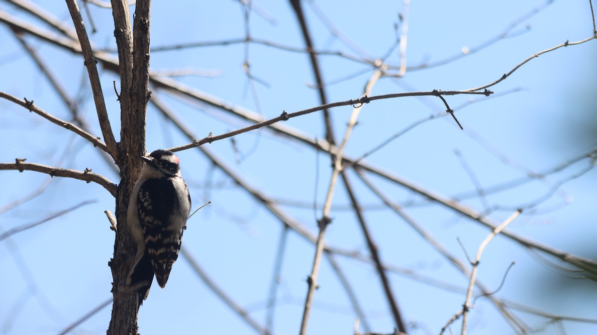 Downy Woodpecker - ML634800295