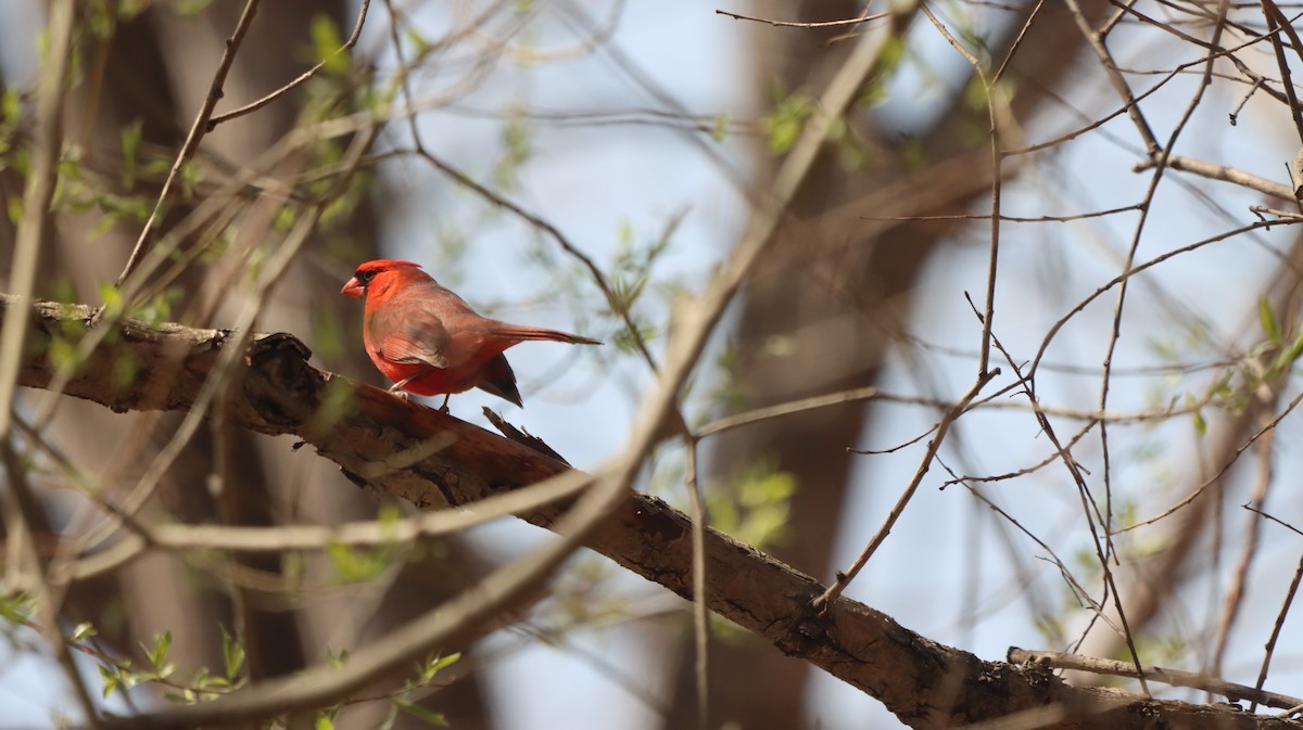 Northern Cardinal - ML634800318