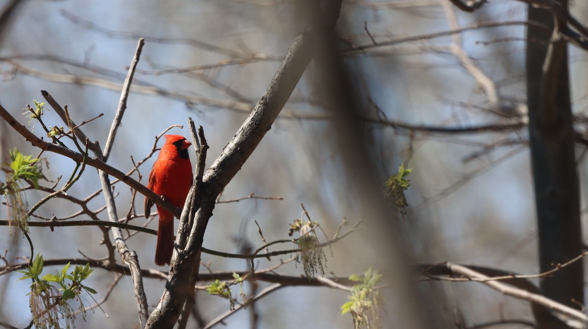 Northern Cardinal - ML634800350